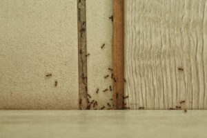 Small black ants crawling along wall baseboard inside Brooklyn home showing early ant infestation signs
