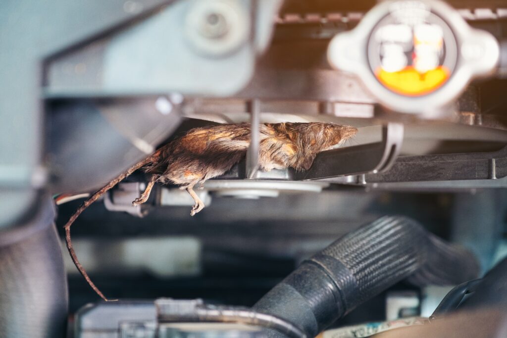 Dead rat inside car engine compartment after chewing electrical wiring in Brooklyn NYC vehicle.