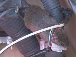 Rat biting through car wiring harness inside Brooklyn vehicle engine.